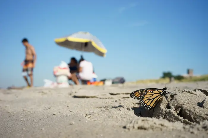 A Monarch butterfly at Coney Island Creek